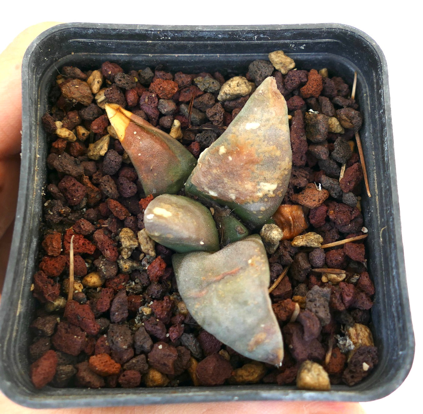 Ariocarpus retusus FAT FORM