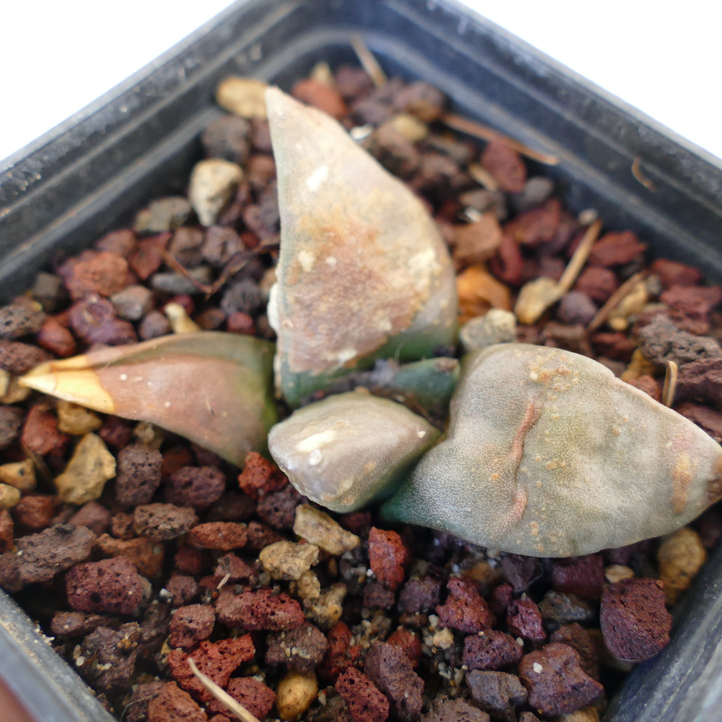 Ariocarpus retusus FAT FORM