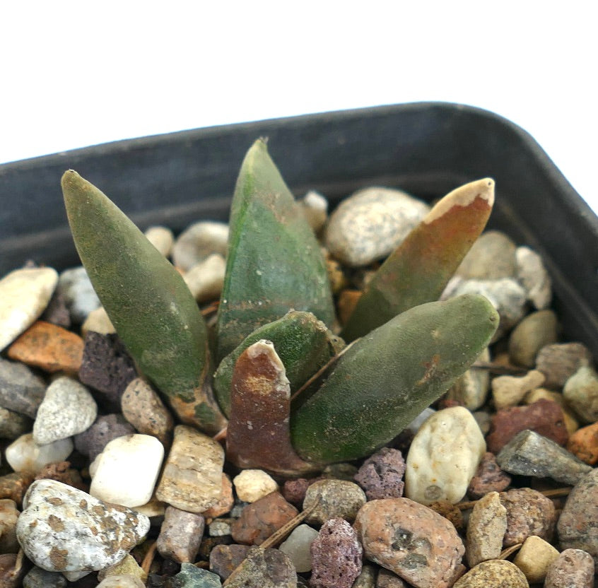 Ariocarpus retusus FAT GREEN TUBERCULES KK2