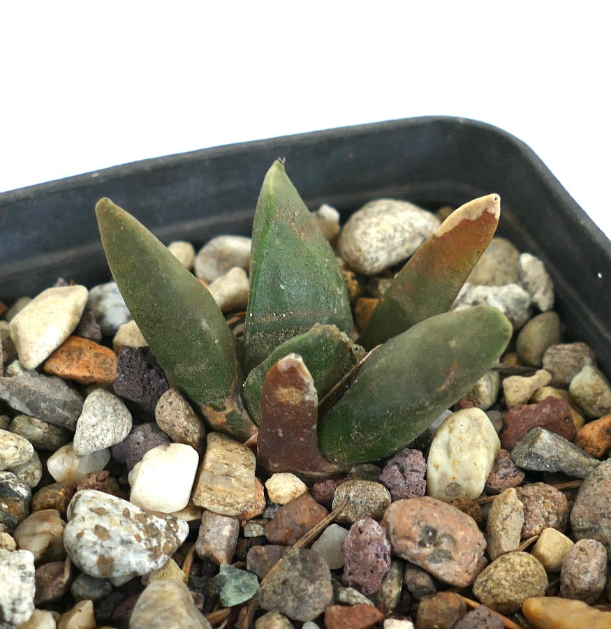 Ariocarpus retusus FAT GREEN TUBERCULES KK2