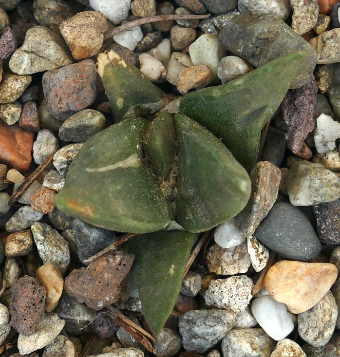 Ariocarpus retusus FAT LEAVES