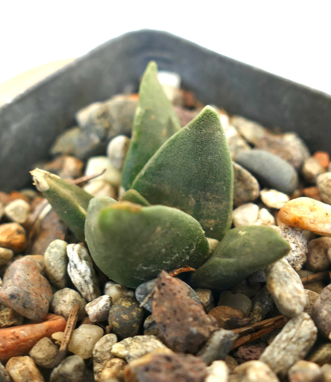 Ariocarpus retusus FAT LEAVES