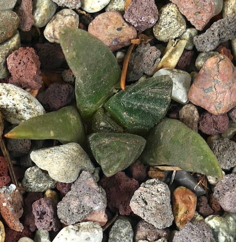 Ariocarpus retusus GREEN B5