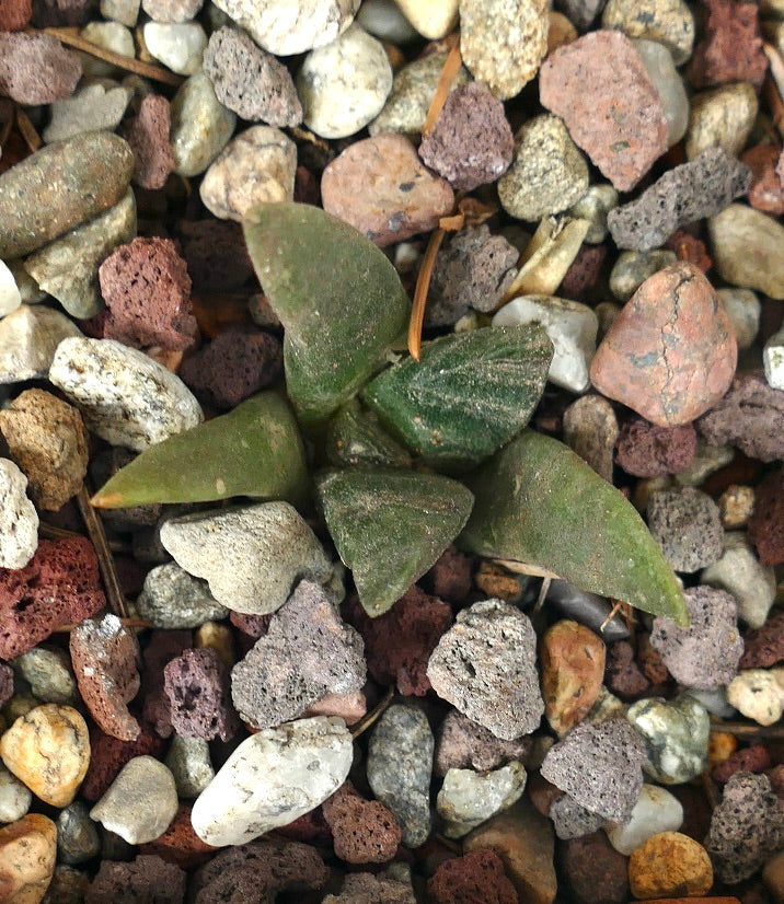 Ariocarpus retusus GREEN B5