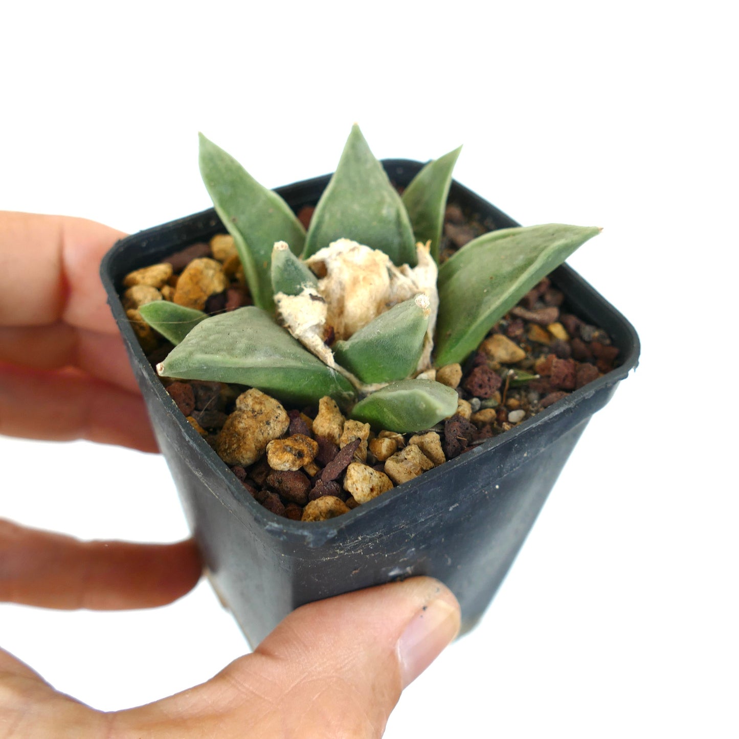 Ariocarpus retusus GREEN STAR BC4