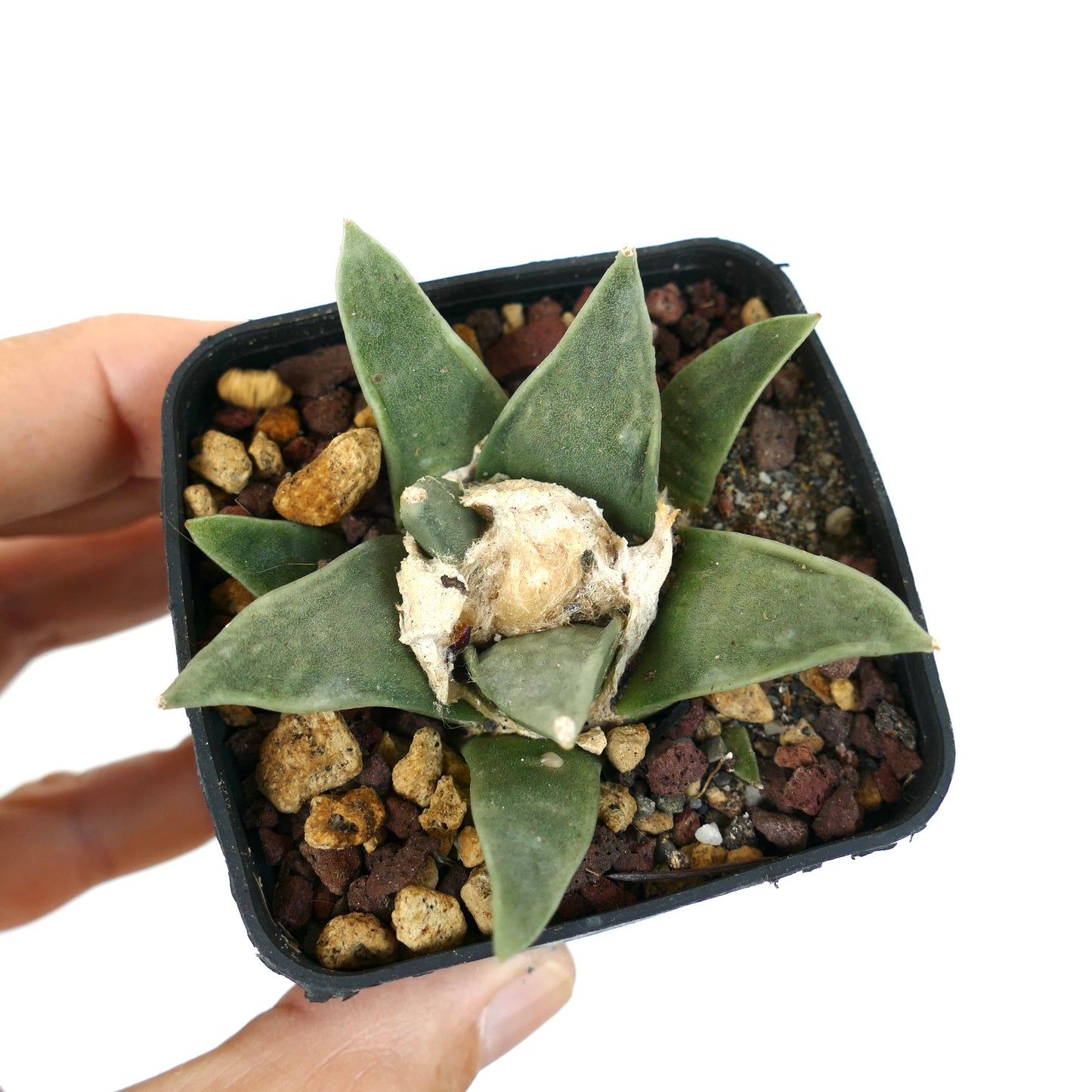 Ariocarpus retusus GREEN STAR BC4