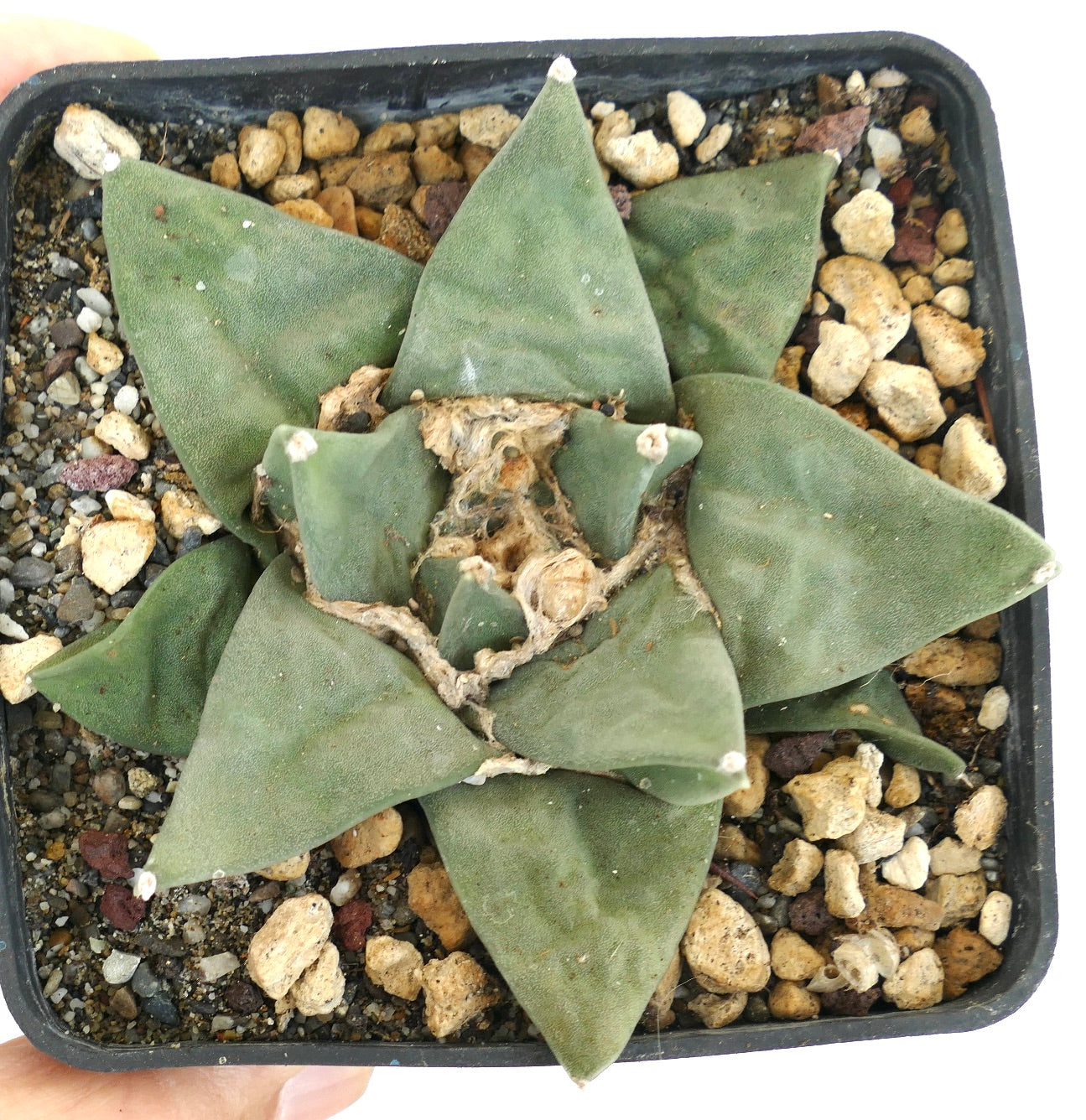 Ariocarpus retusus GREEN STAR