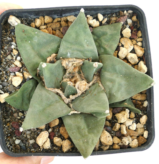 Ariocarpus retusus GREEN STAR BC4