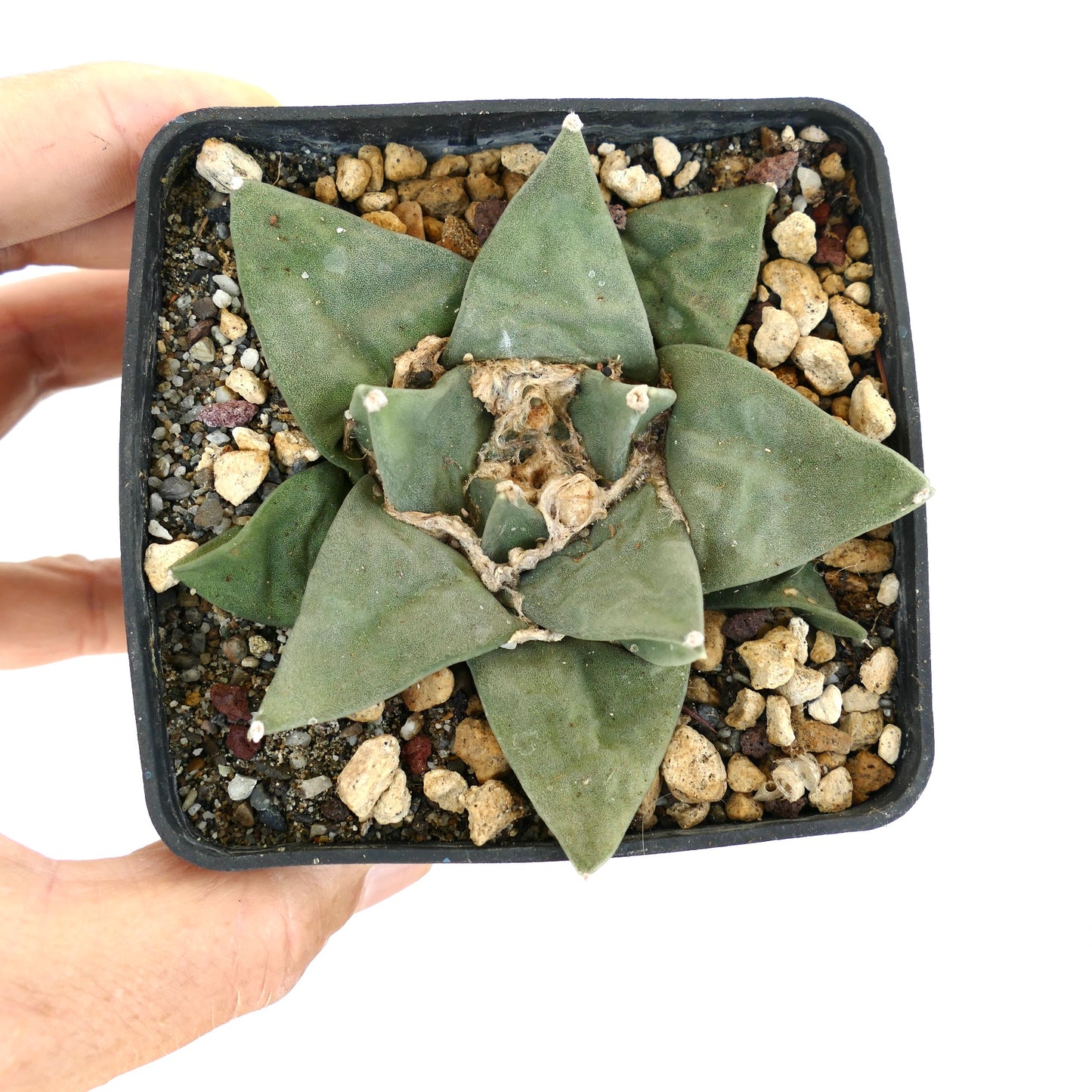 Ariocarpus retusus GREEN STAR BC4