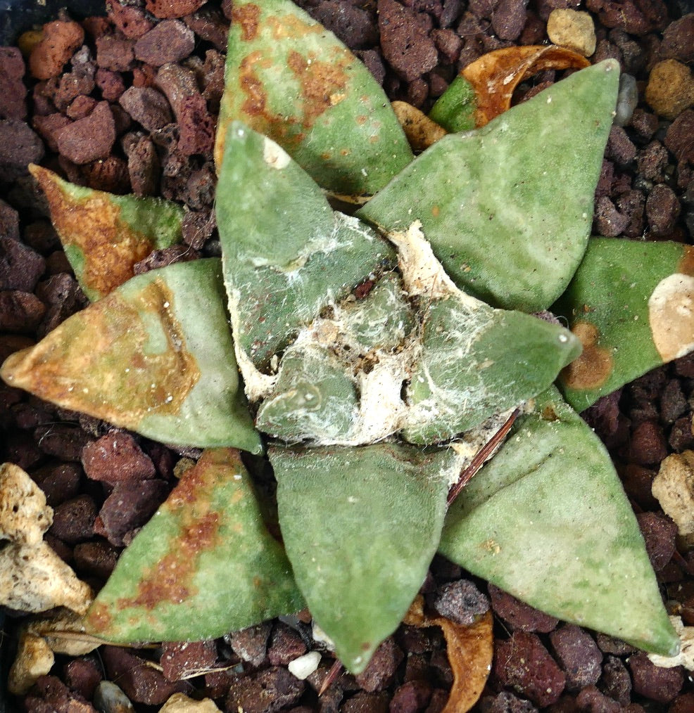 Ariocarpus retusus GREEN STAR (light green)