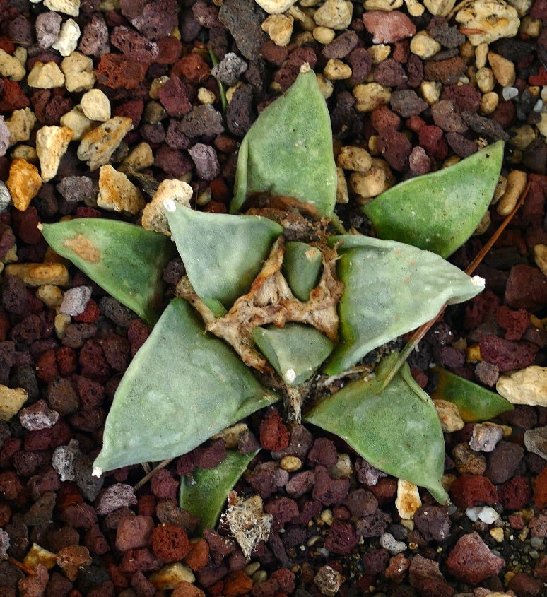 Ariocarpus retusus GREEN STAR x Ariocarpus retusus COAHUILA