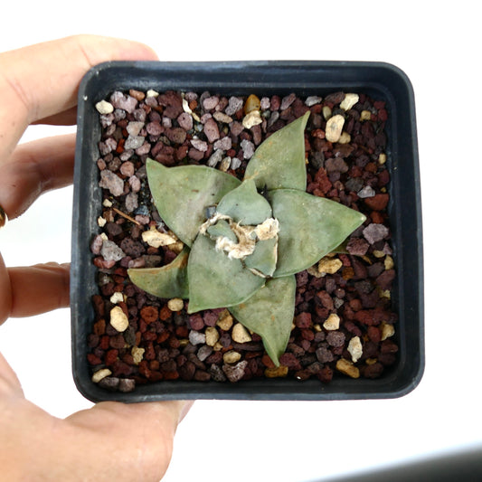 Ariocarpus retusus GREEN STAR BC4