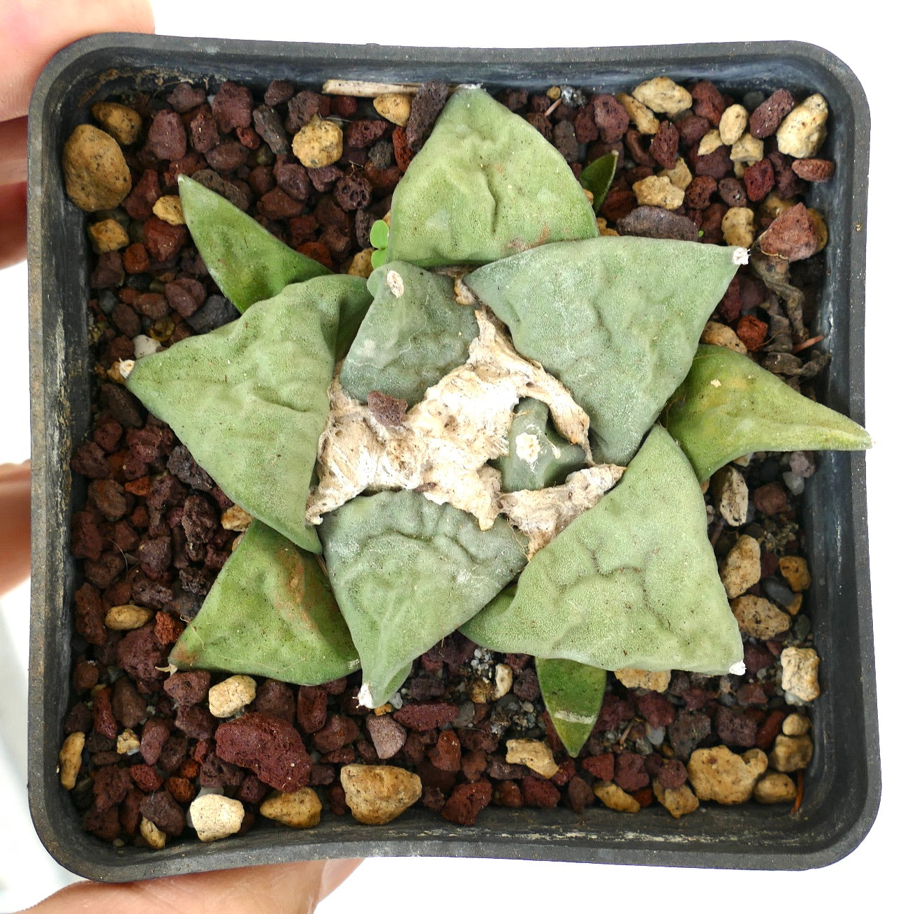 Ariocarpus retusus GREEN STAR x FRUMUDOSU