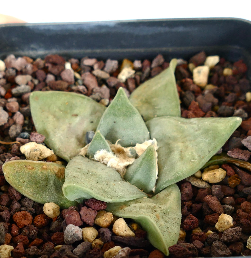 Ariocarpus retusus GREEN STAR x FRUMUDOSU