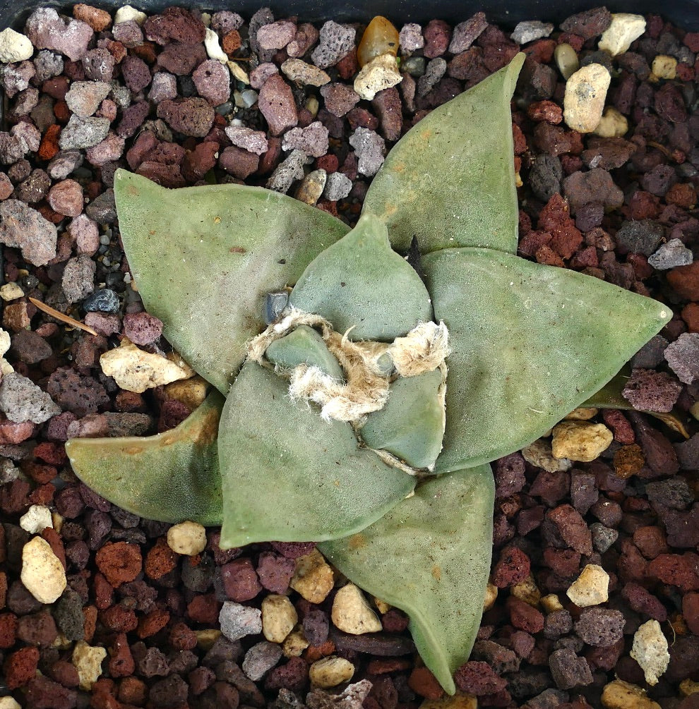 Ariocarpus retusus GREEN STAR x FRUMUDOSU