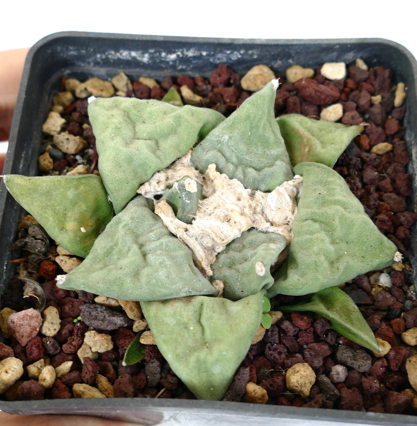 Ariocarpus retusus GREEN STAR x FRUMUDOSU