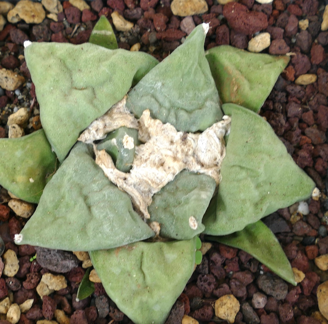 Ariocarpus retusus GREEN STAR BC4