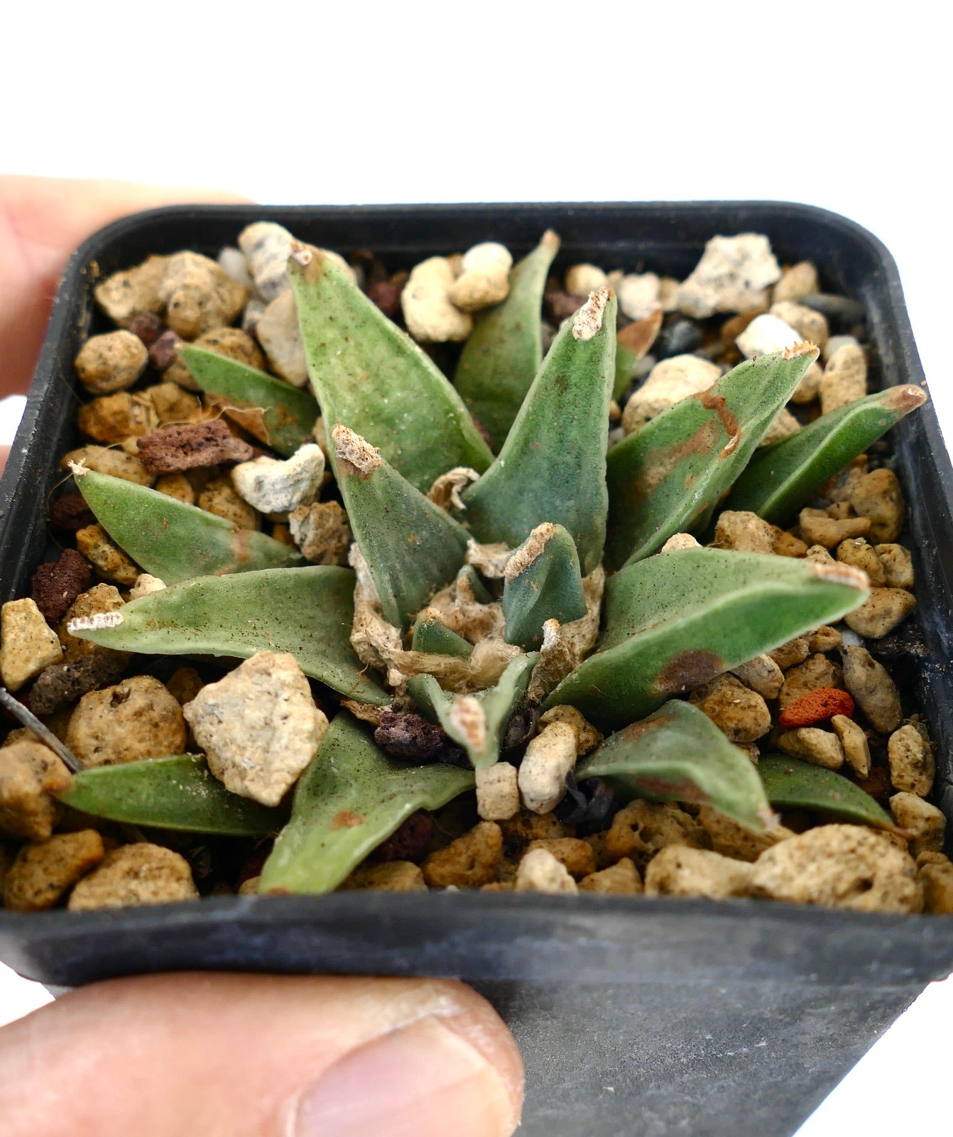 Ariocarpus retusus GREEN STAR BC4