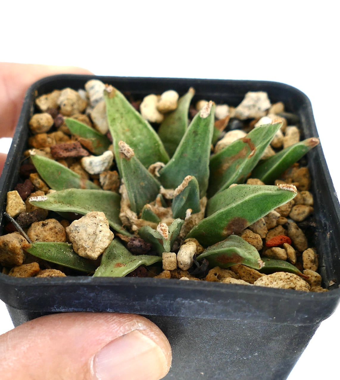 Ariocarpus retusus GREEN STAR BC4