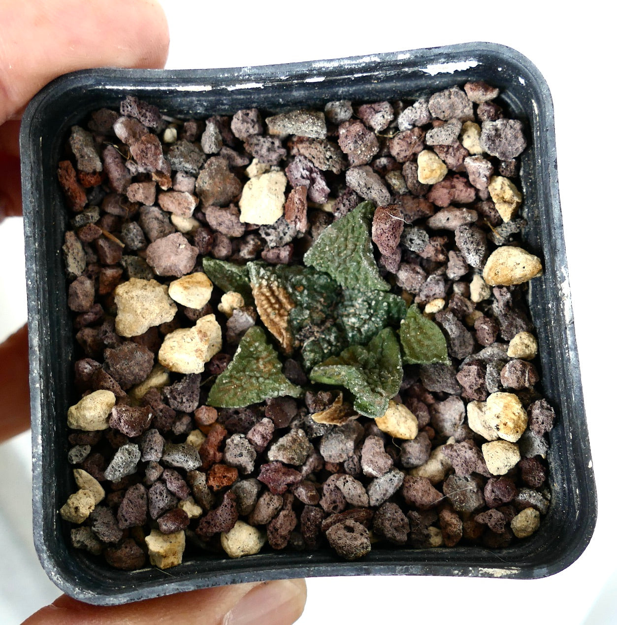 Ariocarpus fissuratus cv GODZILLA