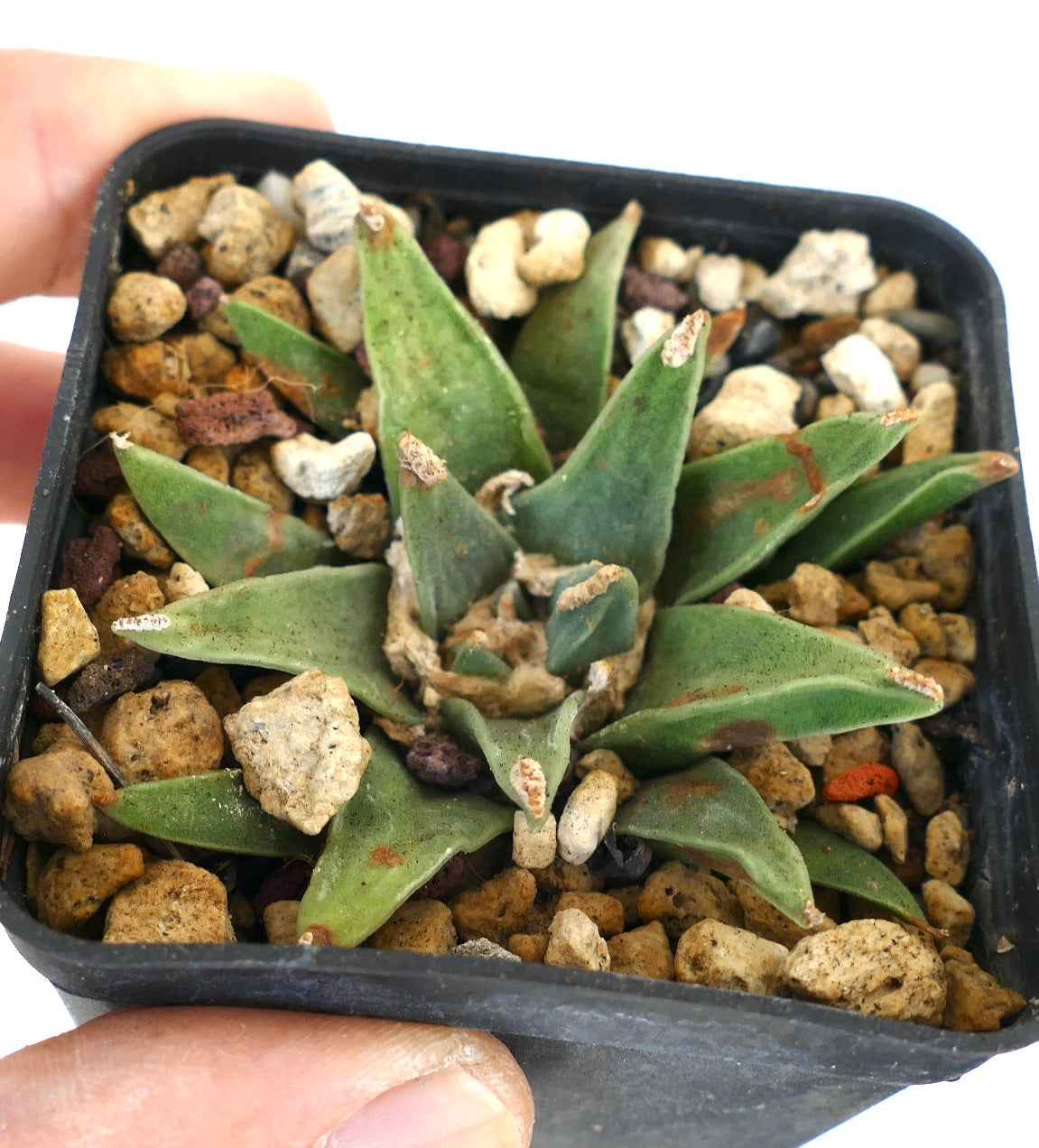 Ariocarpus retusus GREEN STAR x PECTINATUS