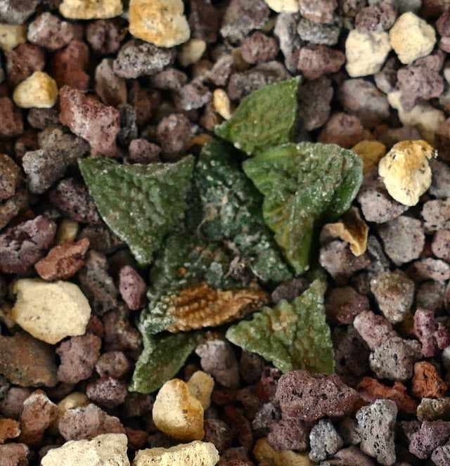 Ariocarpus fissuratus cv GODZILLA