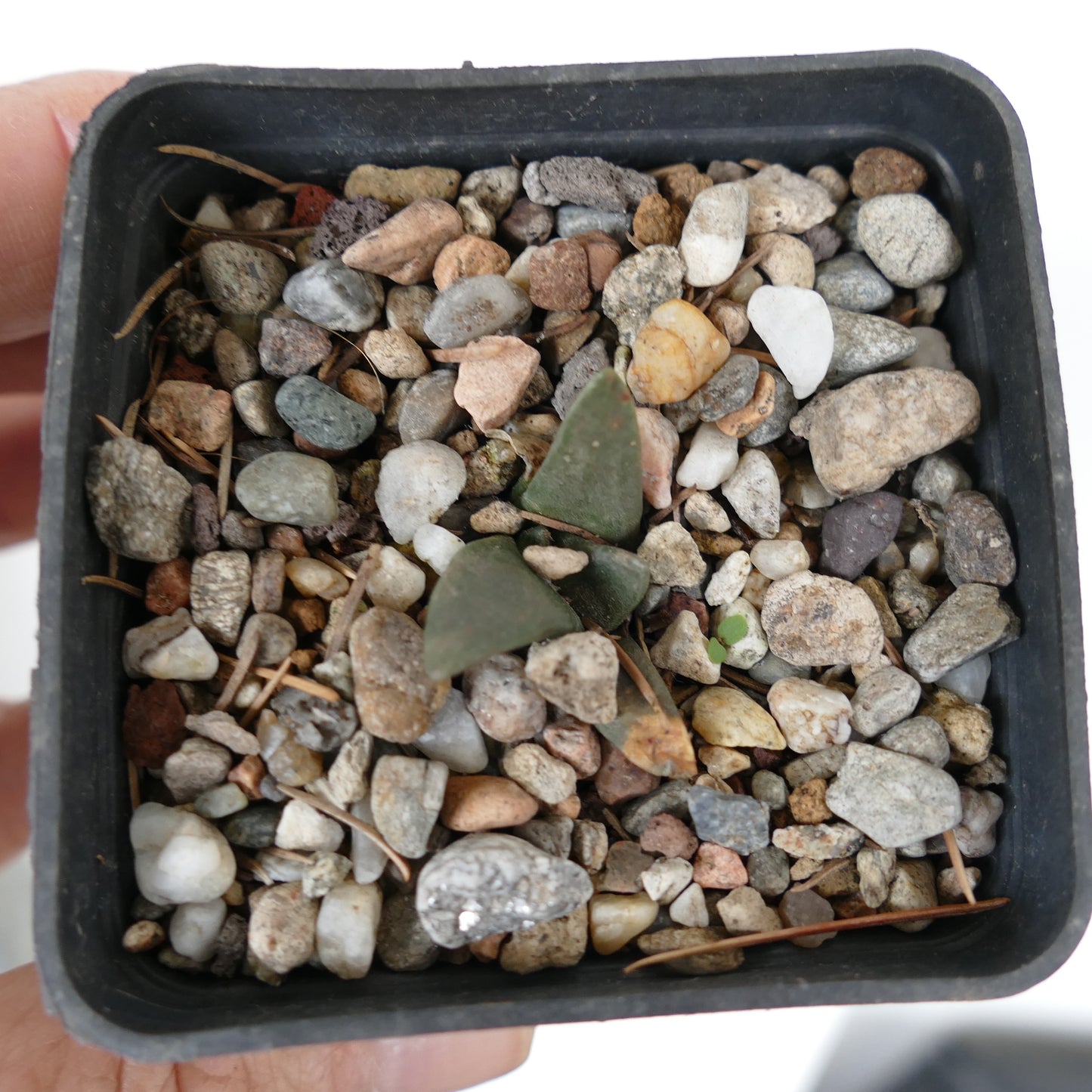 Ariocarpus retusus GREEN TUBERCULES QQ3