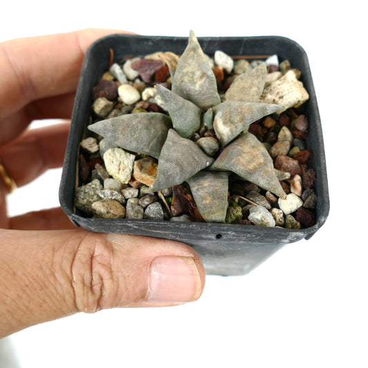 Ariocarpus retusus GREY FORM BR9