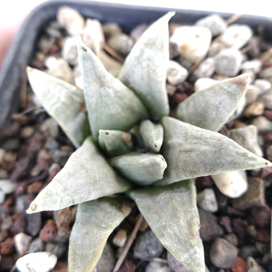 Ariocarpus retusus GREY FORM