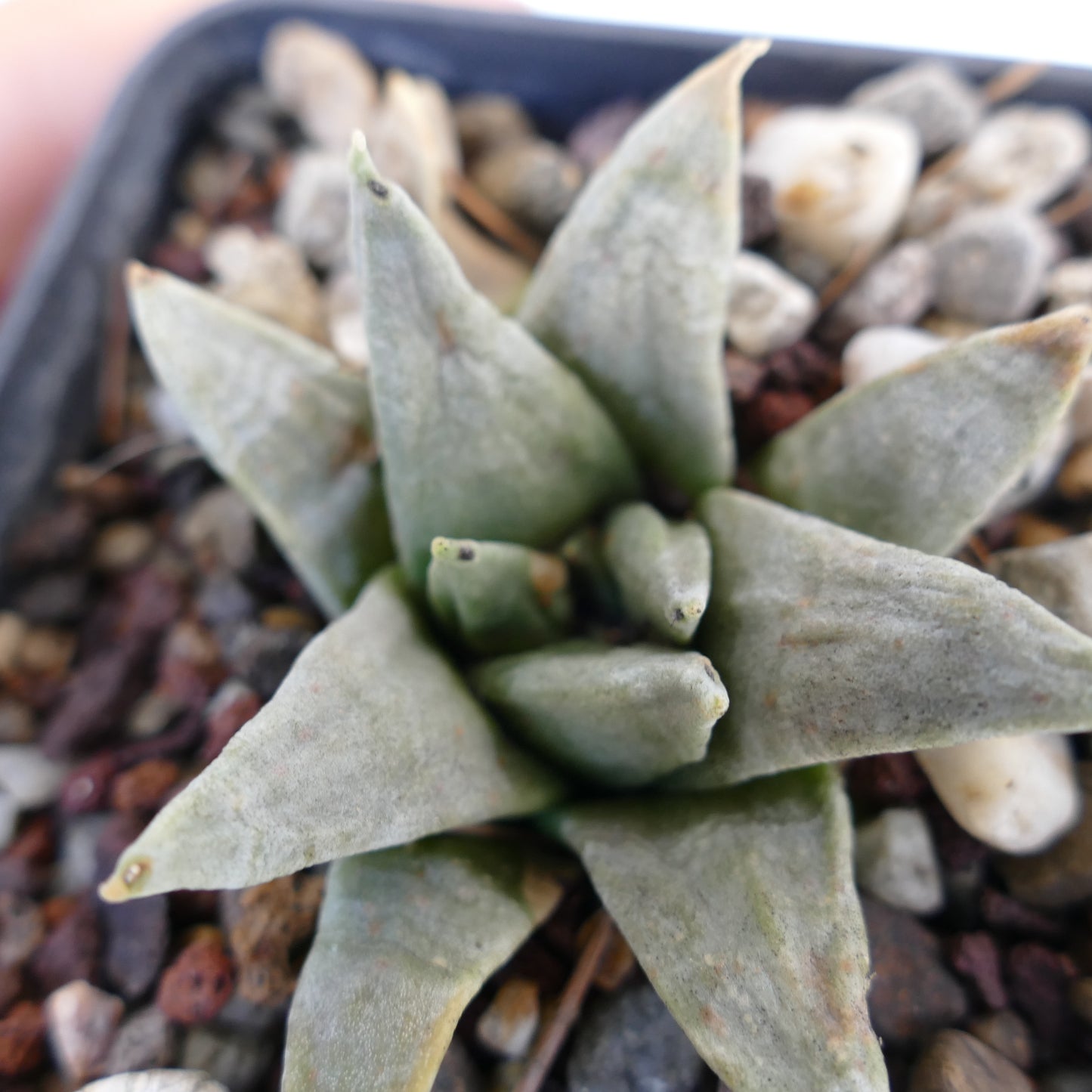 Ariocarpus retusus GREY FORM