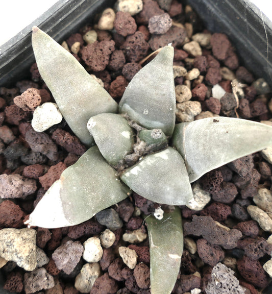 Ariocarpus retusus GREY FORM