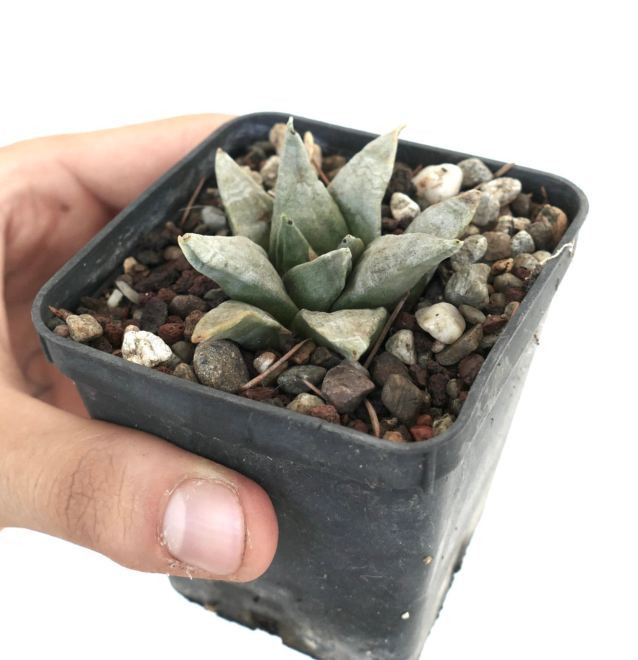 Ariocarpus retusus GREY FORM