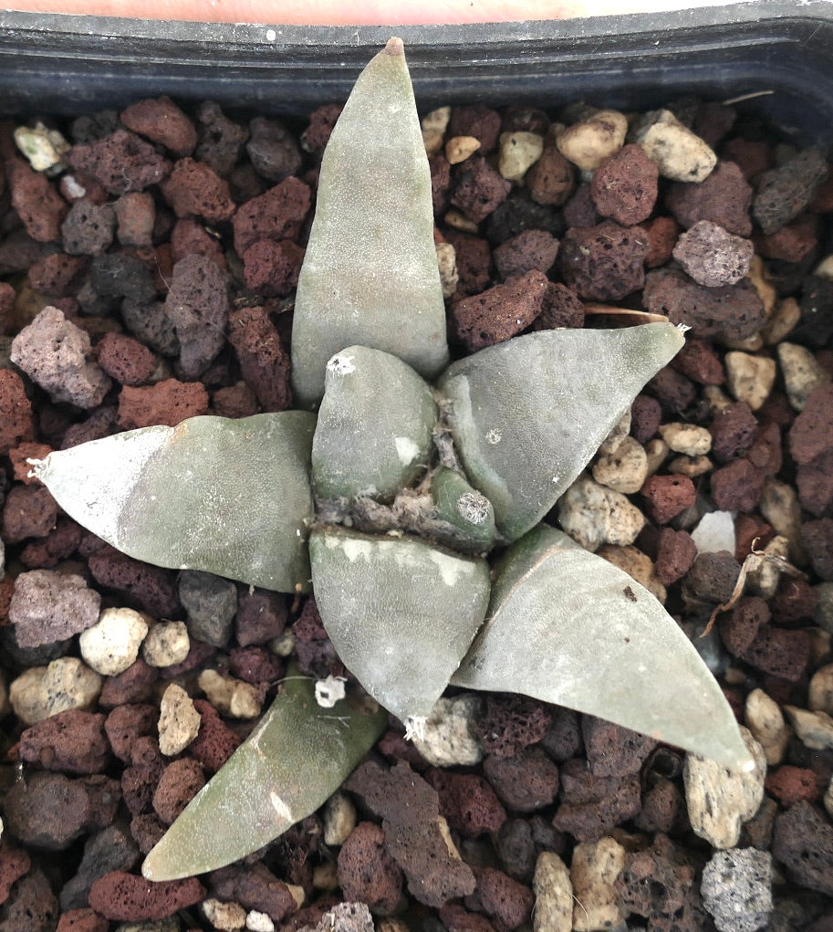 Ariocarpus retusus GREY FORM