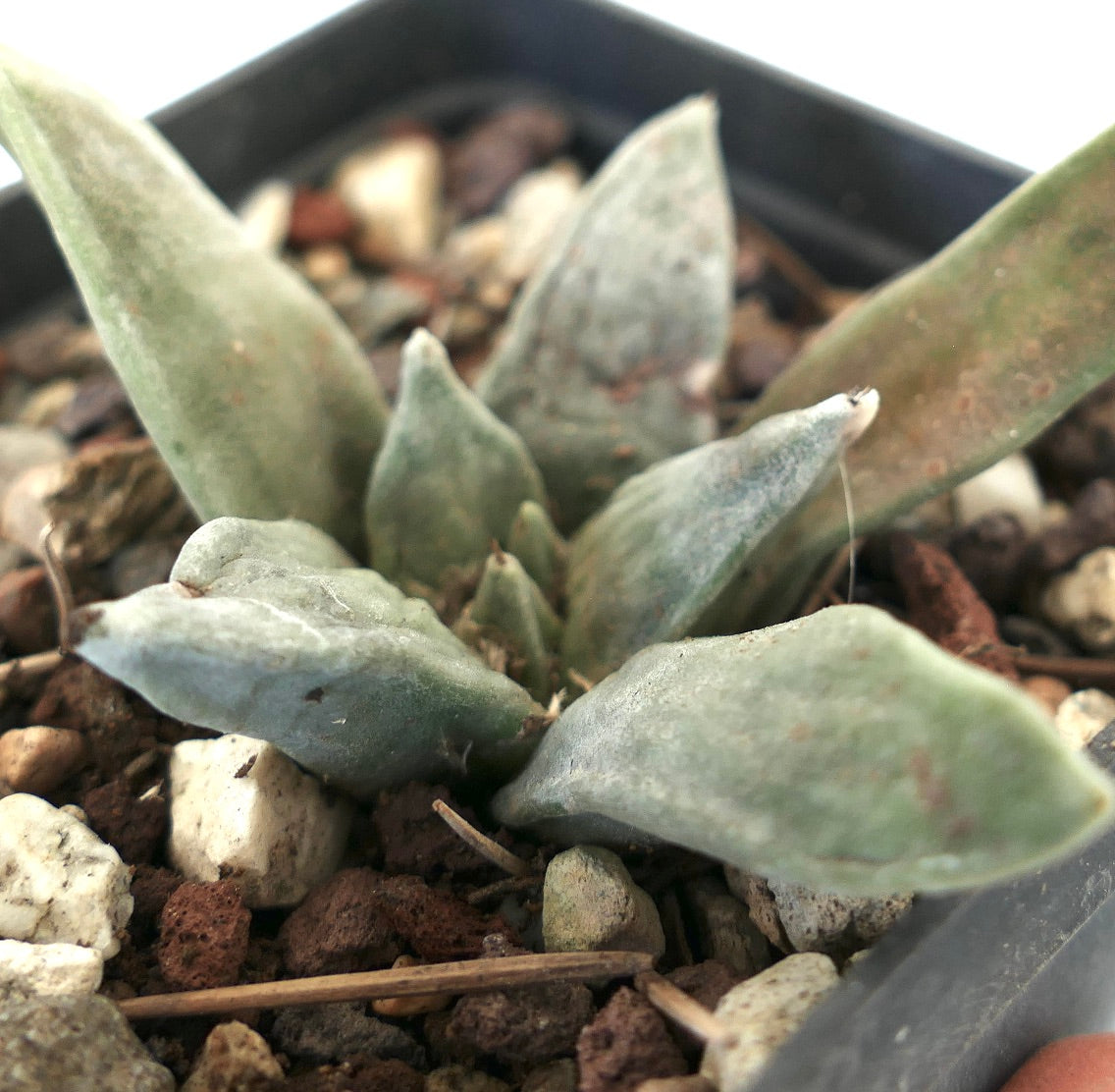 Ariocarpus retusus GREY FORM x Ariocarpus retusus cv CAULIFLOWER