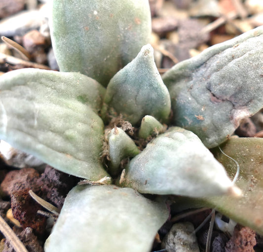 Ariocarpus retusus GREY FORM x Ariocarpus retusus cv CAULIFLOWER