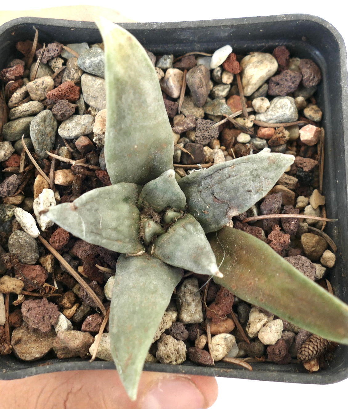 Ariocarpus retusus GREY FORM x Ariocarpus retusus cv CAULIFLOWER