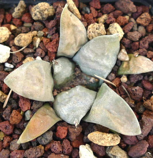 Ariocarpus retusus GREY FORM x Ariocarpus retusus cv FRUMUDOSU