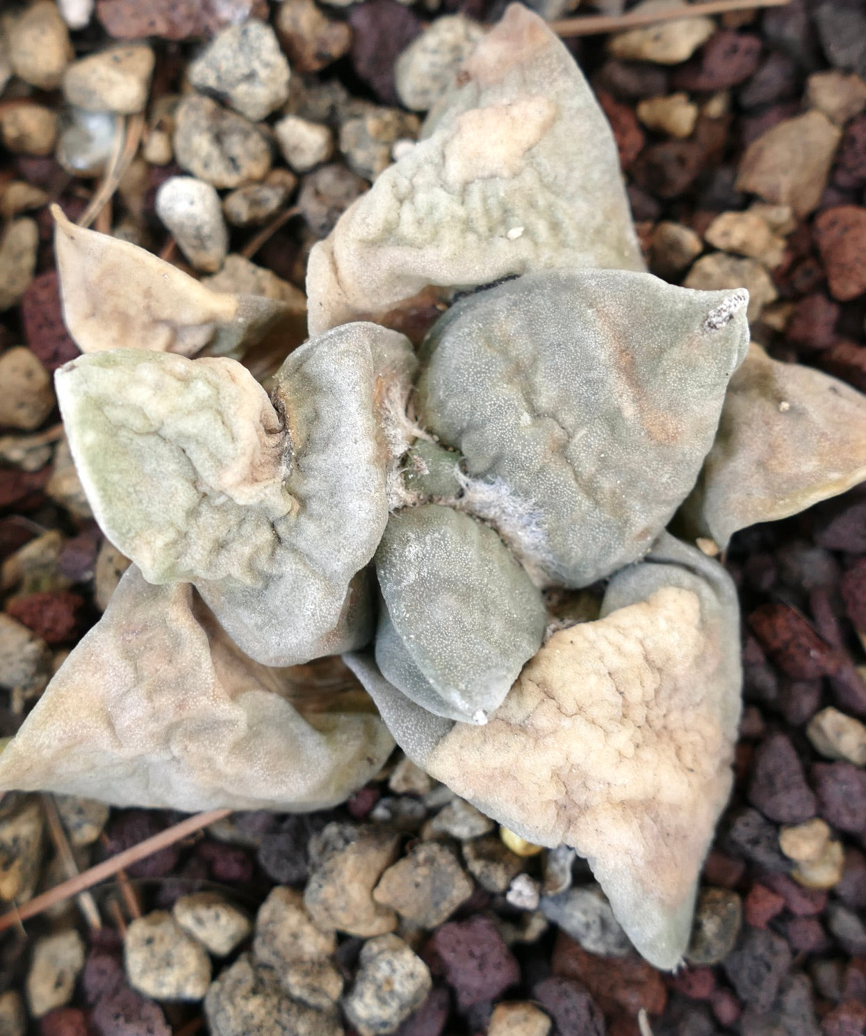 Ariocarpus retusus GREY FORM x Ariocarpus retusus cv FRUMUDOSU