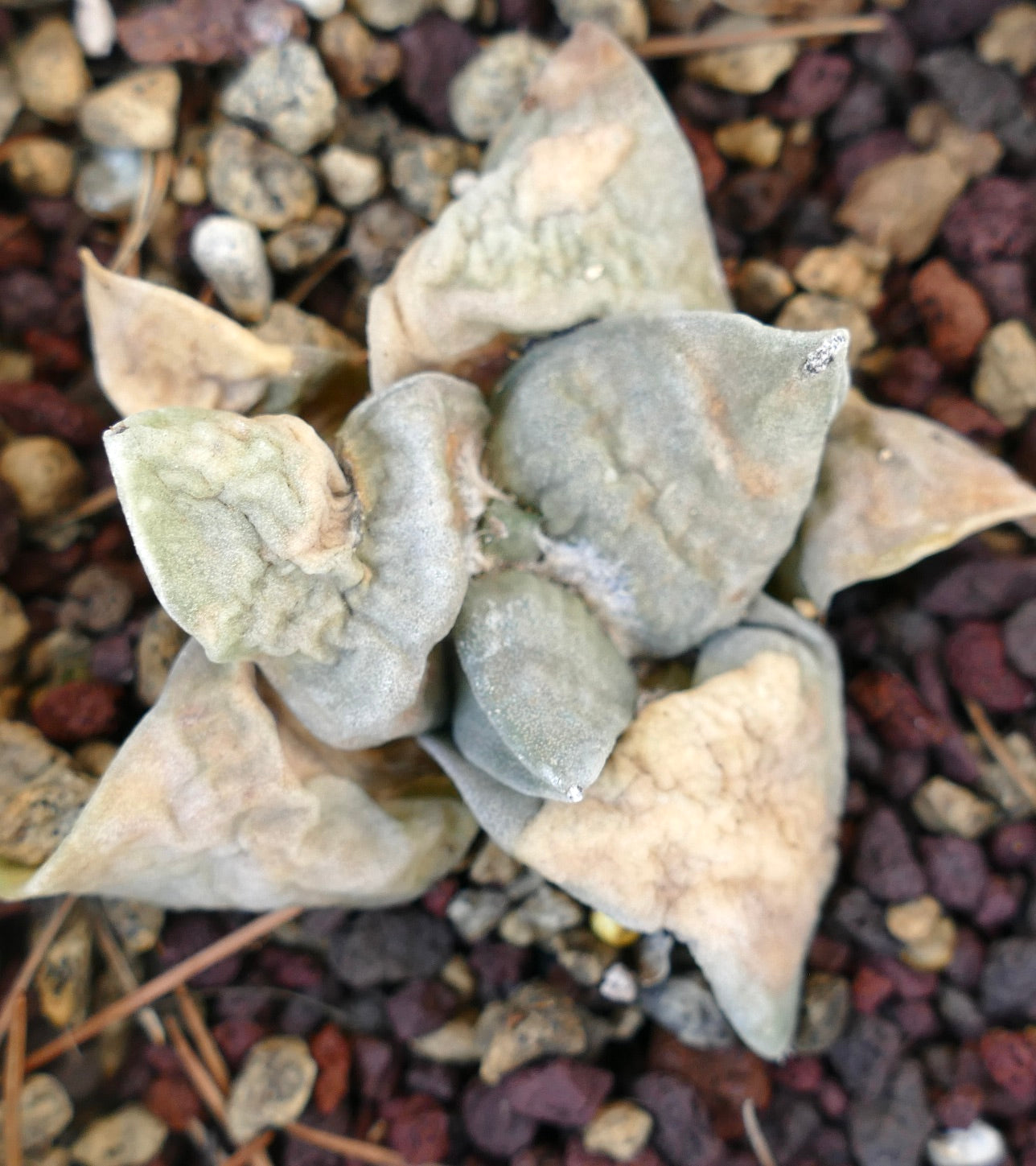 Ariocarpus retusus GREY FORM x Ariocarpus retusus cv FRUMUDOSU