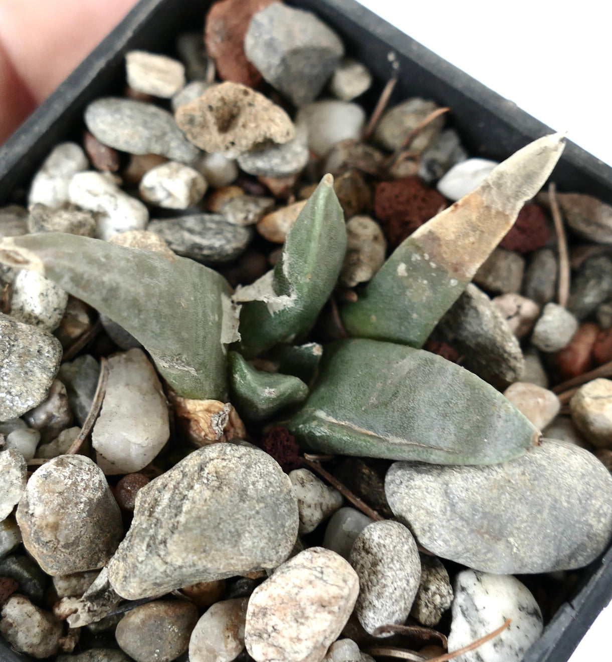 Ariocarpus retusus GREY LONG TUBERCULES SS97