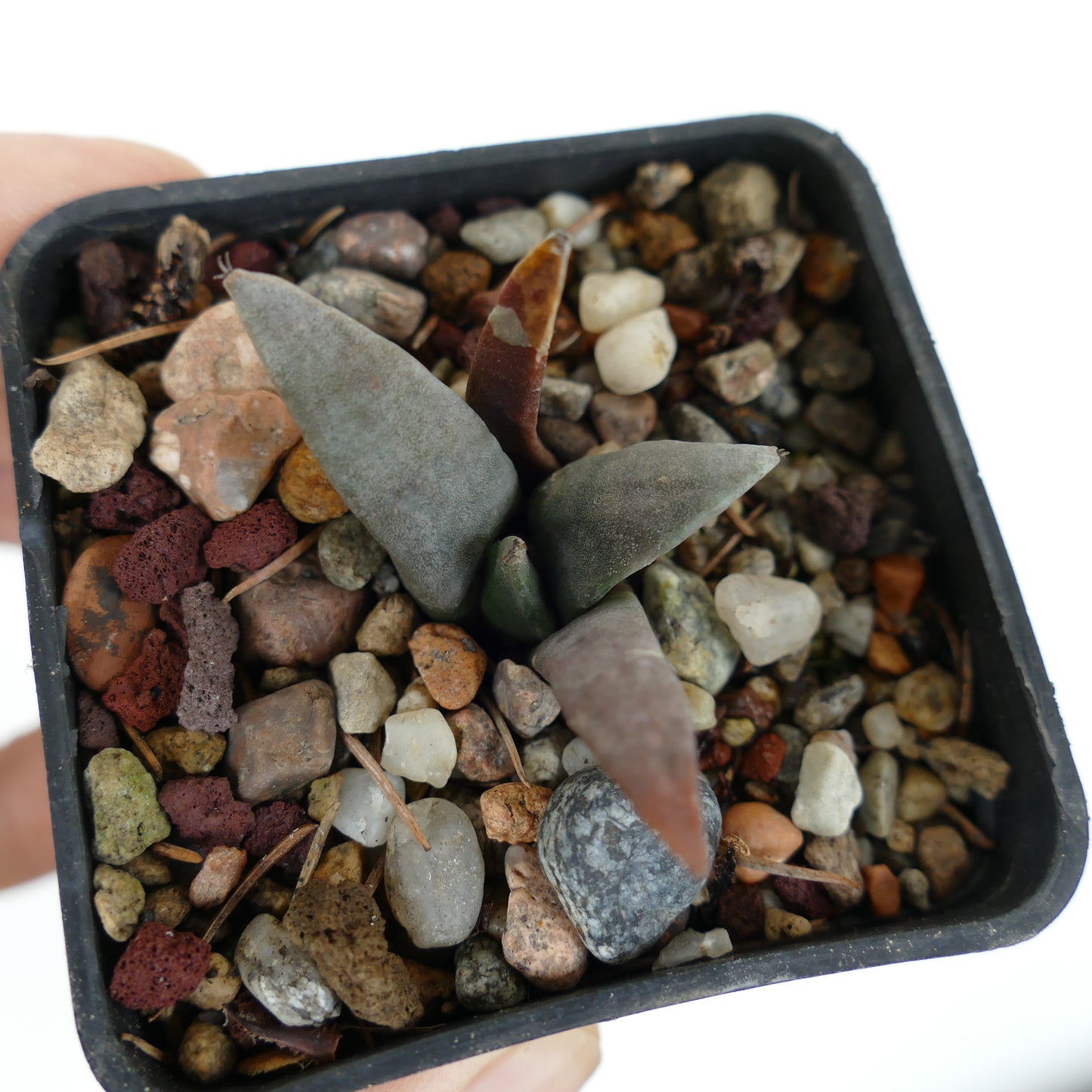 Ariocarpus retusus GREY LONG TUBERCULES 101