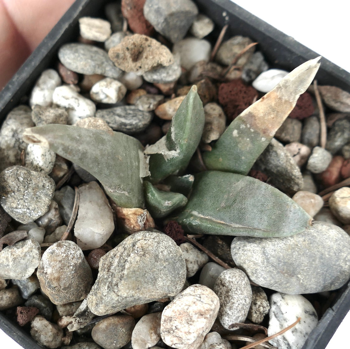 Ariocarpus retusus GREY LONG TUBERCULES SS97