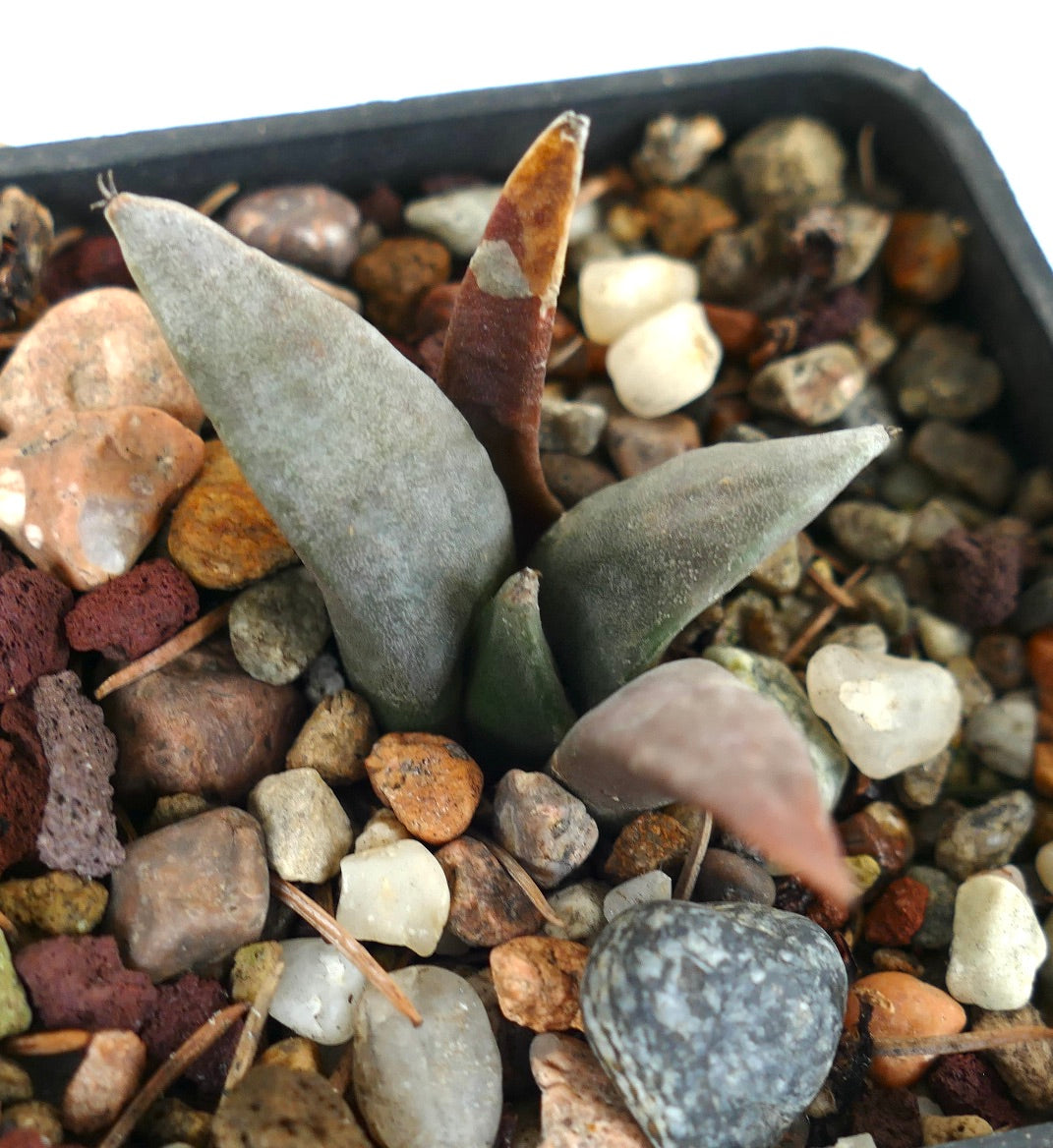 Ariocarpus retusus GREY LONG TUBERCULES 101