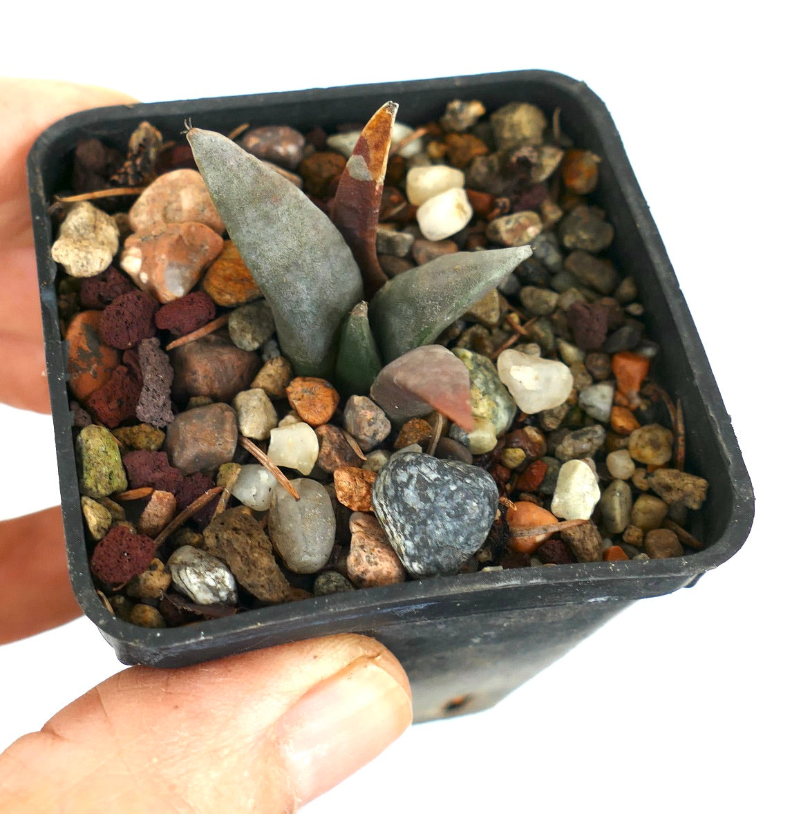 Ariocarpus retusus GREY LONG TUBERCULES 101