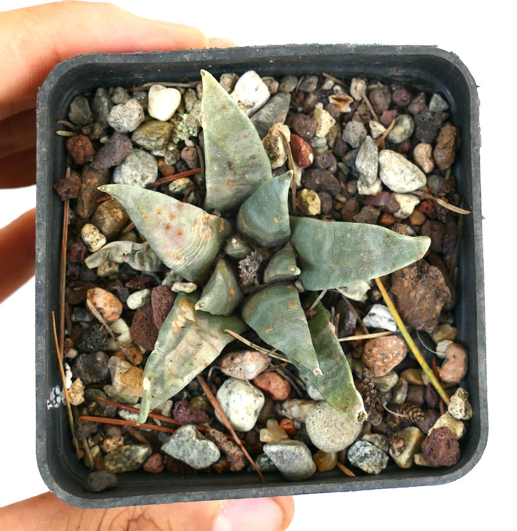 Ariocarpus retusus Las Tablas, San Luis Potosi