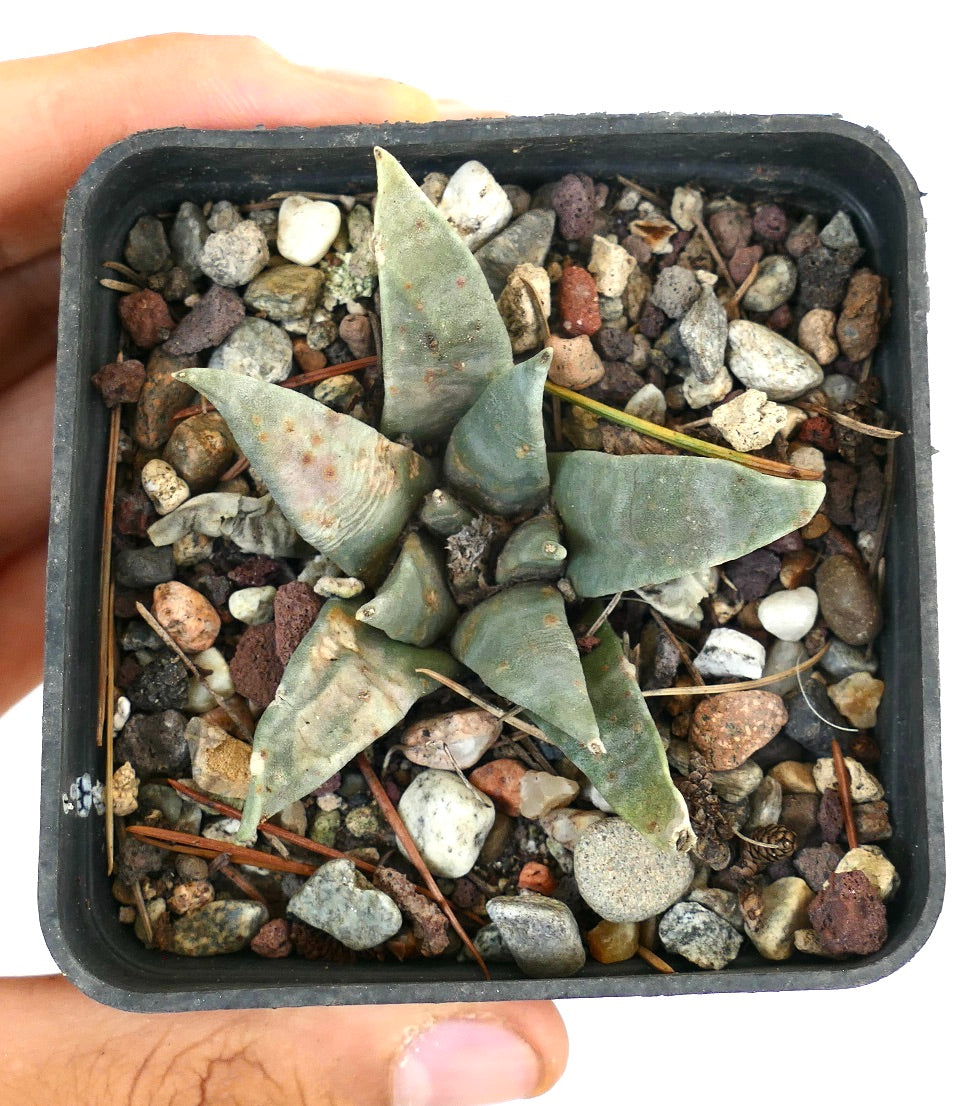 Ariocarpus retusus Las Tablas, San Luis Potosi