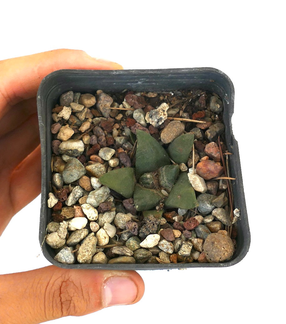 Ariocarpus trigonus MAJOR