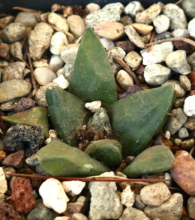 Ariocarpus trigonus MAJOR