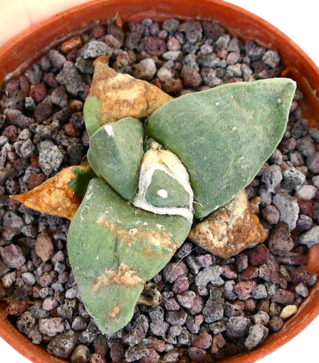 Ariocarpus retusus GREEN STAR BC4