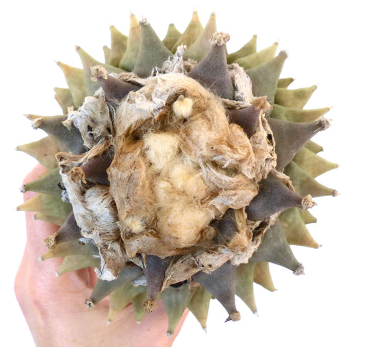 Ariocarpus retusus NS2013 SEEDS